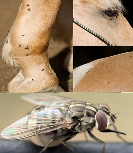 مگس اسطبل 